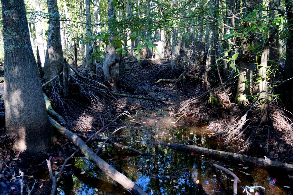 scene roots high+dry Stones Creek Game Land ncwetlands KG (4)