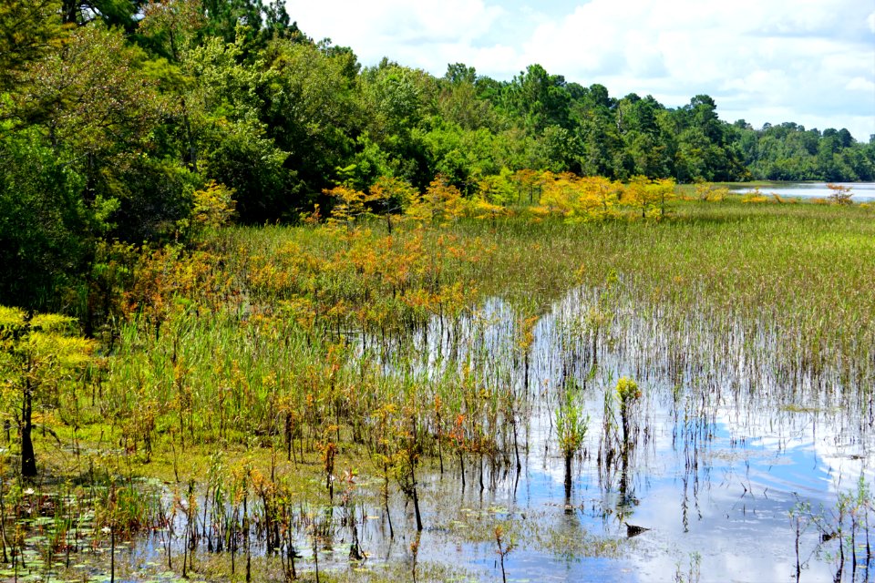 scene lake fringe wetland Lake Waccamaw State Park ncwetlands KG (15)
