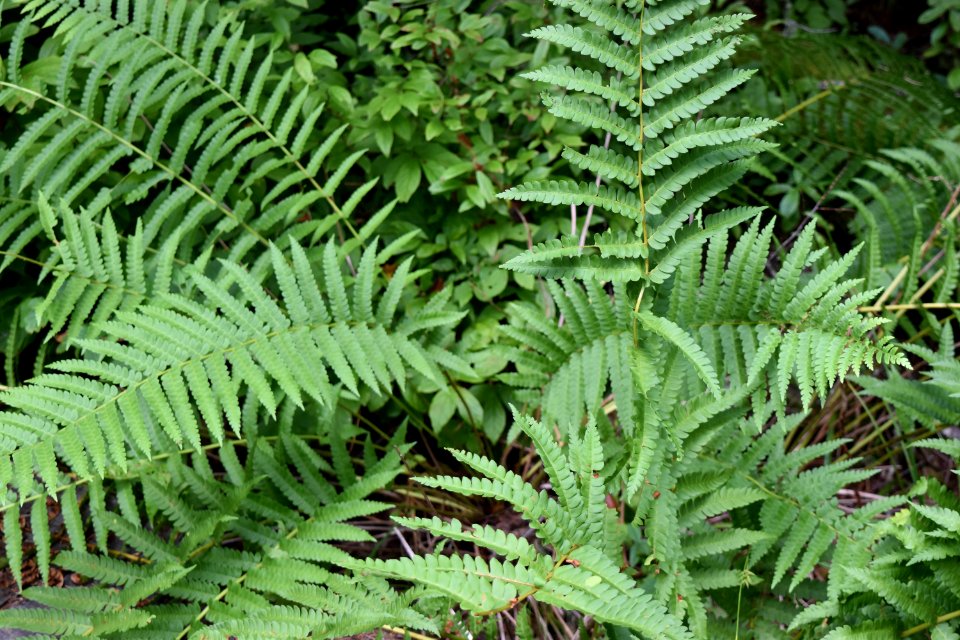 plant cinnamon fern Pink beds at Pisgah ncwetlands AM