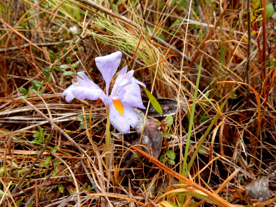 plants iris verna boiling spring lakes preserve ncwetlands KG (4)