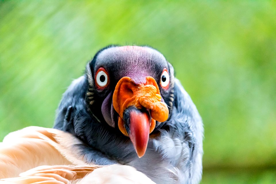 King vulture