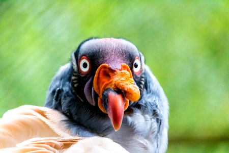 King vulture photo