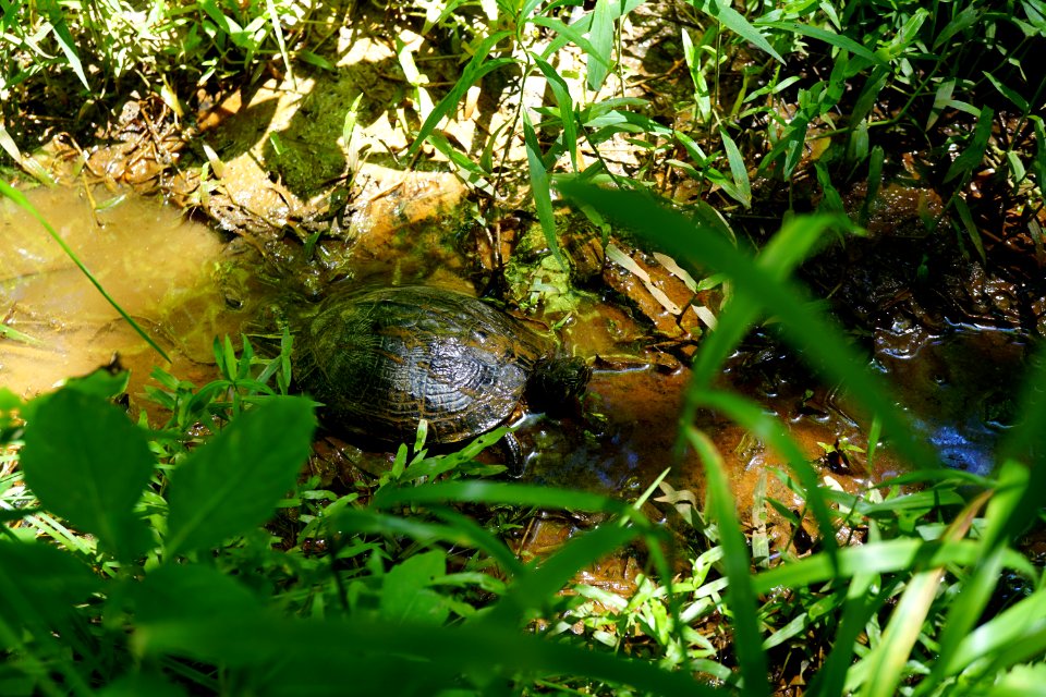 slider turtle Butner game land KG