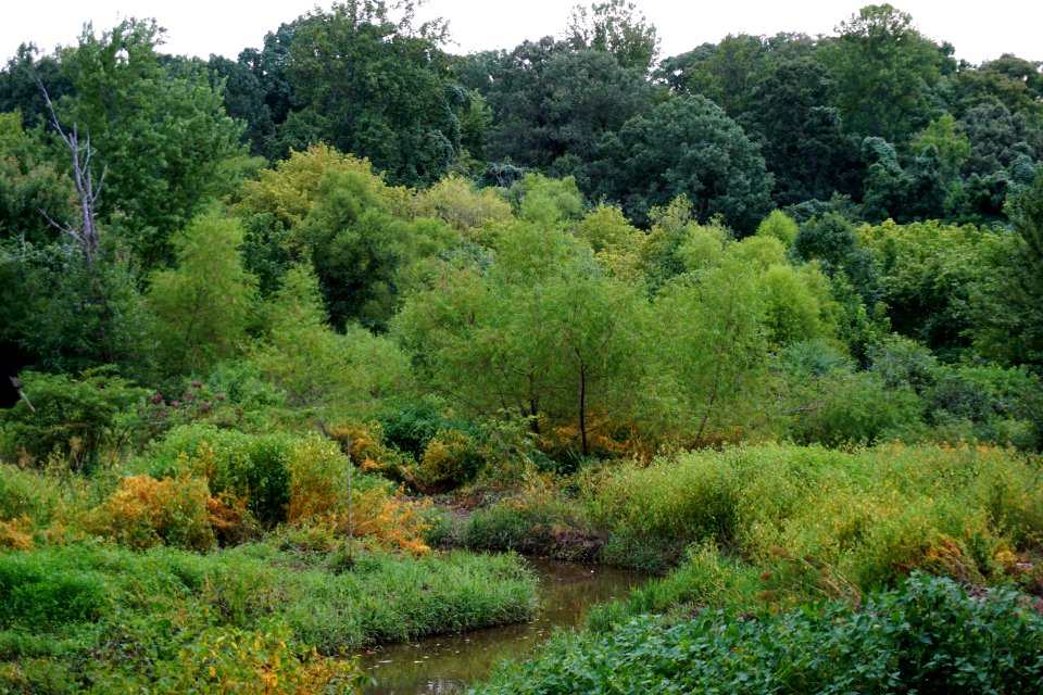 scene Lake Katherine Reynolda Gardens ncwetlands KG (3)