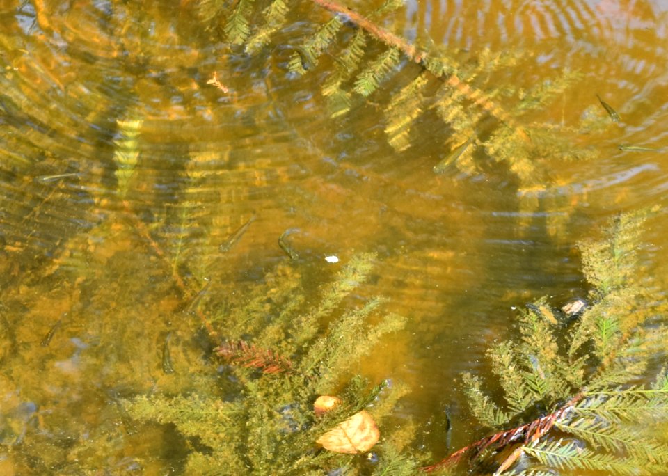 fish n parcel Lower Fishing Creek Gmlnd ncwetlands AM