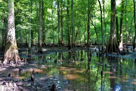 scene Lower Roanoke River Wetlands Gameland ncwetlands KG (60)