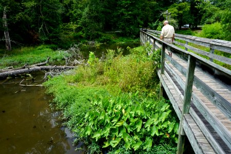 scene marsh boat ramp area Morrow Mountain SP ncwetlands KG (4)