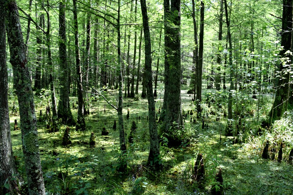 scene lake mattamuskeet ncwetlands am (23)