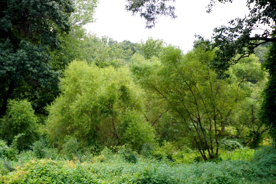 scene Lake Katherine Reynolda Gardens ncwetlands KG (1)