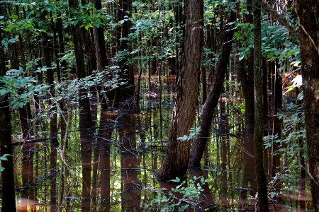 scene wetland Mallard Creek greenway ncwetlands KG (4)