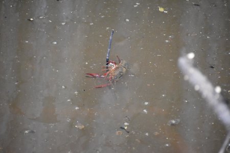 invertebrate crayfish Lower Roanoke River Wetland Game Lands ncwetlands AM (43)