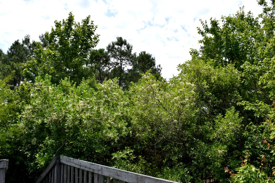 scene Pettigrew State Park ncwetlands am (91)