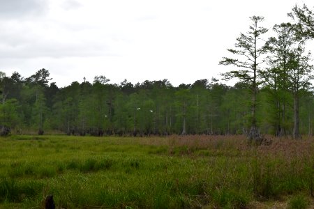 scene Rhodes Pond Game Land ncwetlands AM (19)