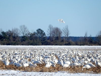 scene tundra swans Pocosin Lakes NWR KG (23)