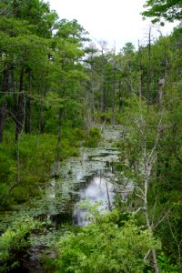 scene stream wetland Sandhills Game Lands ncwetlands KG (2)