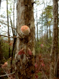 invertebrate wool sower brunswick nature park ncwetlands KG (86)