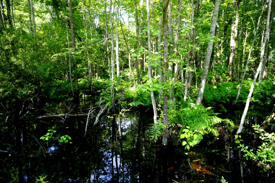 scene Duck Pen trail wetland Pocosin Lakes NWR ncwetlands KG (4)