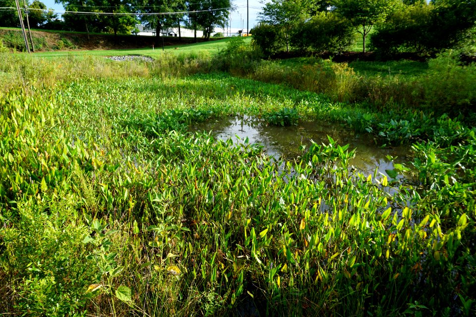 Conover City Park constructed wetland ncwetlands KG (10)