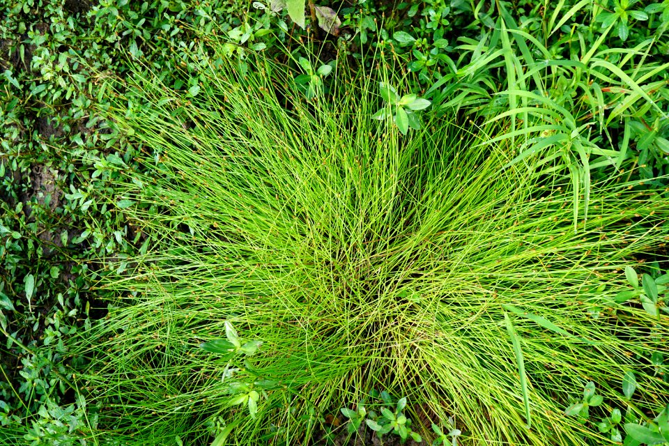eleocharis obtusa Sandy Creek Park KG (7)