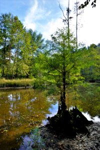 scene resprouted cypress n parcel Lower Fishing Creek Gmlnd ncwetlands KG