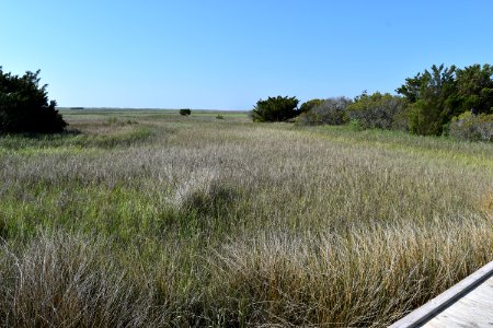 scene Fort Fisher SRA ncwetlands AM (12)
