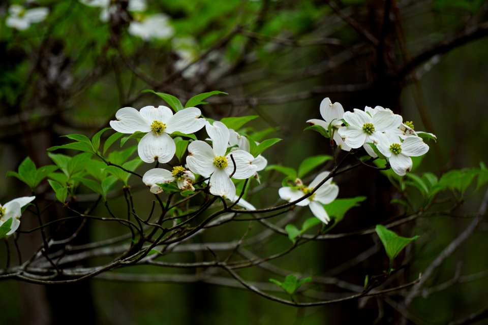 plants dogwood brunswick nature park ncwetlands KG (1)