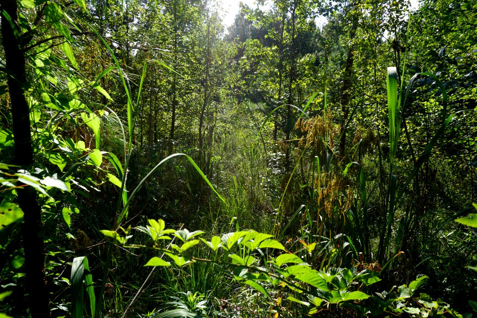 scene bog wetland Anderson Creek County Park ncwetlands KG (11)