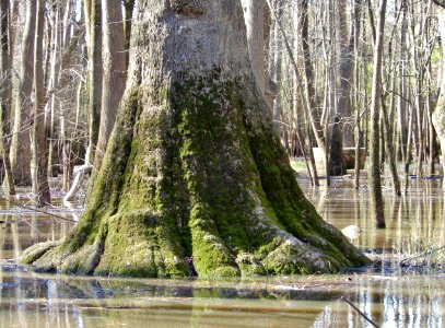 scene Beech St Greenway ncwetlands KG (14)