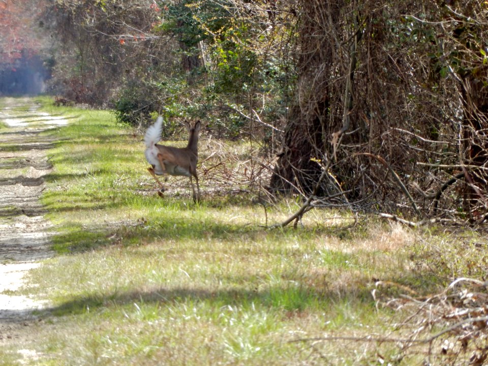 Dismal Swamp SP ncwetlands KG (16)