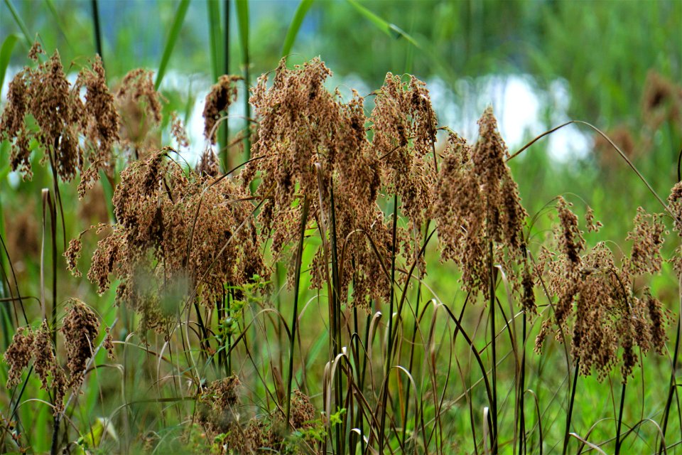 plant bulrush Lake Crabtree County Pk ncwetlands KG (22)