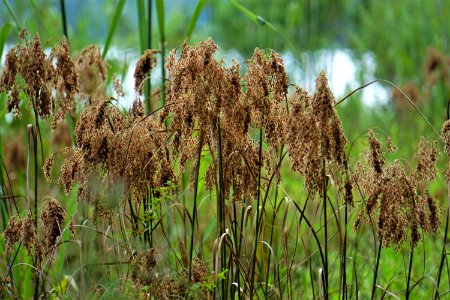 plant bulrush Lake Crabtree County Pk ncwetlands KG (22)