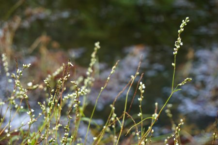 plant Polygonum sp. Horseshoe Farm Nature Preserve ncwetlands KG