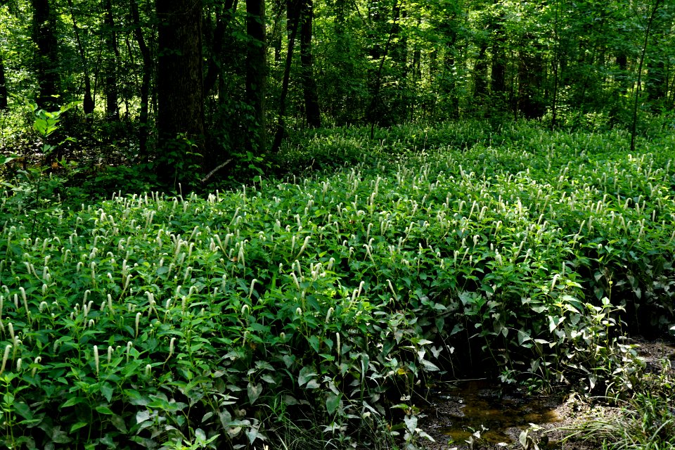 scene Howell Woods KG
