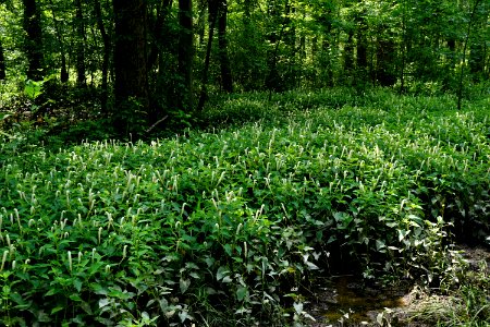 scene Howell Woods KG