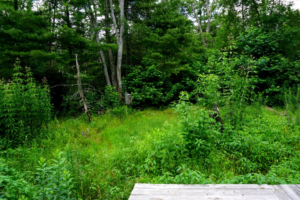 scene trail Pink Beds Pisgah NF ncwetlands KG (5)