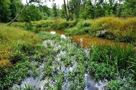 scene Brinkleyville Gameland ncwetlands KG (3)