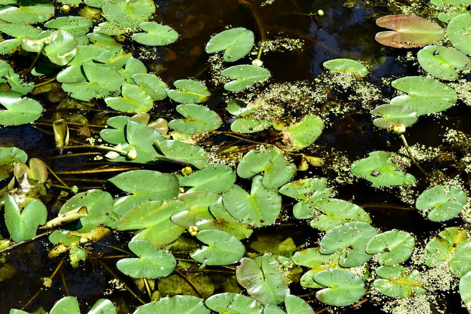 plant Cashie Wetland Walk ncwetlands AM (12)