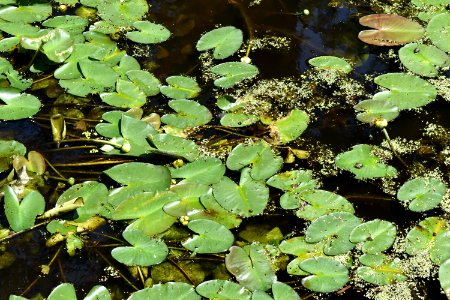 plant Cashie Wetland Walk ncwetlands AM (12)