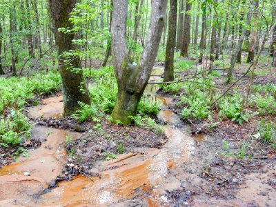 scene Clark Park +Cape Fear River Trail ncwetlands KG (7)