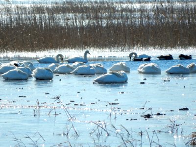 birds swans coots Mattamuskeet NWR KG (3)