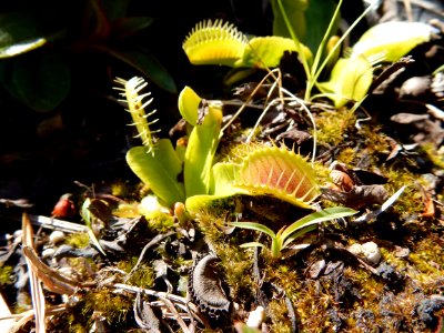 plant venus fly trap Halyburton Park ncwetlands KG