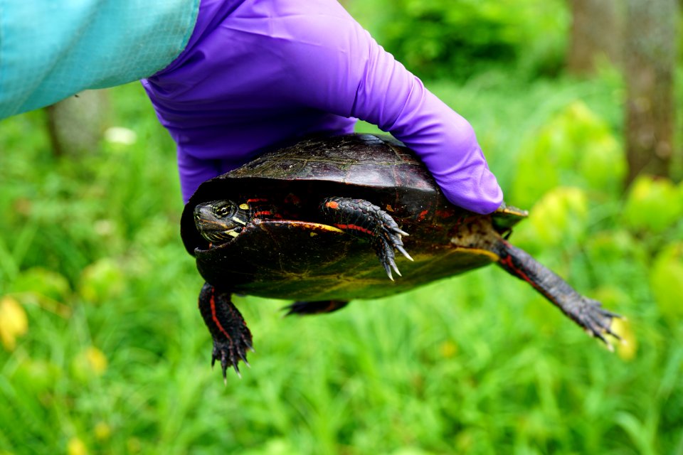 painted turtle women's prison 6-25-20 KG (2)