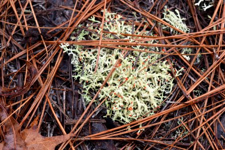 red soldier lichen Boiling Spring Lakes NP ncwetlands AM (1)