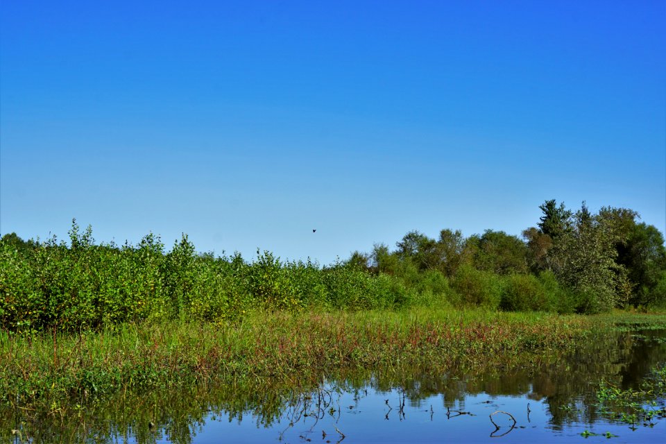 scene bald eagle over Buckhorn Reservoir KG