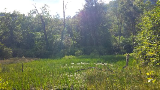 scene N end White Oak Bottom at Standing Indian Campground ncwetlands AM (3)
