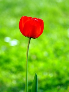 Red Tulip in front of green Meadow