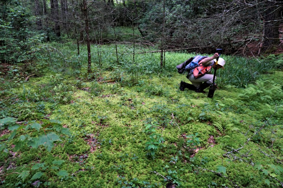 scientist studying wetland Pink Beds Pisgah NF ncwetlands KG