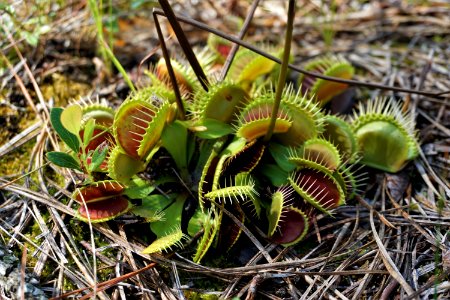 plant Venus fly trap ncwetlands KG (4) photo