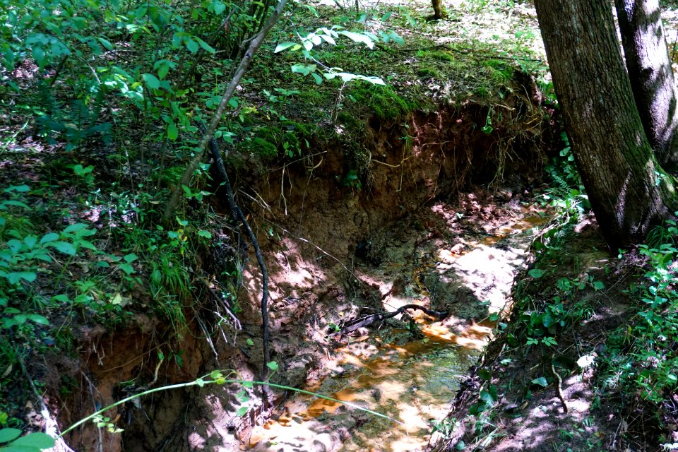 scene incised stream Thread Trail Girl Scout trail ncwetlands KG (15)