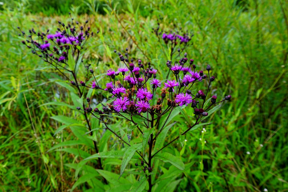 plant R Shomaker Park ncwetlands KG (17)